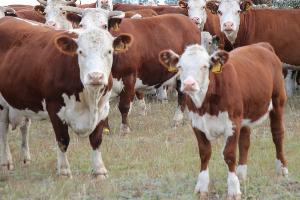 Алтайский племрепродуктор реализовал племенной скот в Казахстан