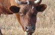 В Акмолинской области на 97% был выполнен план по закупу скота
