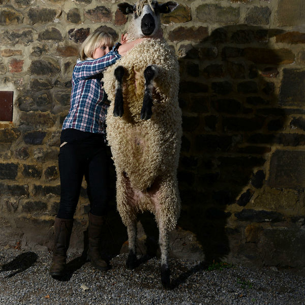 Мэшемская ярмарка овец (Великобритания. Мэшем, Северный Йоркшир)