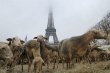 Французские фермеры привели к Эйфелевой башне 200 овец