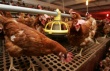 Птичий рынок. Почему в Самарской области банкротятся птицефабрики?