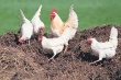  Птицеводы Украины используют дополнительную квоту на экспорт курятины в ЕС