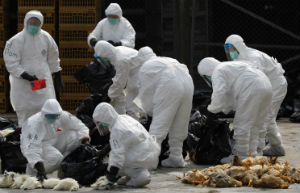 Китай: в Гуанчжоу из-за угрозы гриппа H7N9 закрыты все рынки, на которых продается мясо птицы