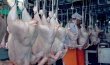«Мироновский хлебопродукт» за полгода увеличил продажи курятины на 23%