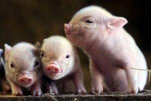 Польским фермерам заплатят за отказ от свиноводства