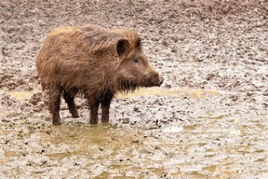 В Польше из-за АЧС отстреливают диких кабанов В Польше из-за АЧС отстреливают диких кабанов