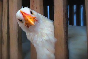 Китайская компания проследит за фермерскими курицами с помощью блокчейна и системы распознавания лиц