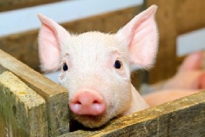 Рязань запретила ввоз свиней из двух соседних областей