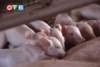 6,5 миллиона рублей выделено на развитие свиноводства в Приморье