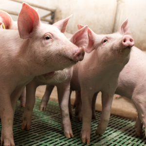 Свиноводческий комплекс компании «Вердазернопродукт» мощностью 9 тыс. тонн продукции открылся в среду в Рязанской области