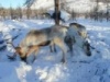 Немцы отведают ямальской оленины