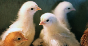 В Кемеровской области возобновила работу птицефабрика «Трудармейская»