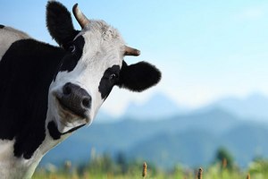Кубинский фермер вывел карликовую породу коров