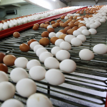 Птицефабрика «Ясногорская» в Кемеровской области вошла в состав «Сибагро»