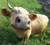 Австралия: Счастливый скот дает мясо высокого качества
