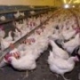В Тамбовской области производство мяса птицы увеличится вдвое