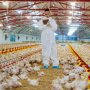 В Коми птицефабрика «Зеленецкая» усилила меры для защиты от птичьего гриппа