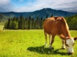 Алтайский край производит 22% скота и птицы на убой в Сибири