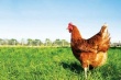 В 2016 Украина начнет поставки курятины в Саудовскую Аравию
