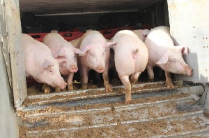 «Золотых» свиней завезли на Сахалин из Курской области 