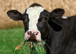 Аргентина, будучи крупным экспортером говядины, занялась генетическим улучшением кормов