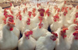 В Волынской области запустили птицефабрику за 50 млн В Волынской области запустили птицефабрику за 50 млн