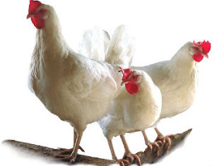 Как спровадить птицу за рубеж? О том, что российским птицеводам пора на экспорт, отраслевые эксперты говорят уже несколько лет