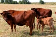 Россельхознадзор: Угроза заражения забайкальского скота ящуром исходит от КНР