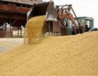 Обзор рынка зерна в России