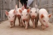 США: Внутренний спрос на свинину растет, экспорт слабеет