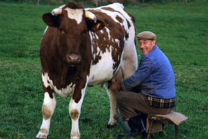 Три четверти российских фермеров против ограничения поголовья скота