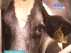 Заполярье занимает 77 место по численности рогатого скота