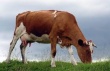 Россия запрещает ввоз крупного рогатого скота и говядины из Румынии