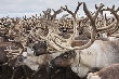 Санта не успеет к детям. К Новому году на Ямале забьют 50 тысяч оленей Санта не успеет к детям. К Новому году на Ямале забьют 50 тысяч оленей