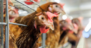 Вспышка COVID-19 произошла на птицефабрике АО «Уральский бройлер»