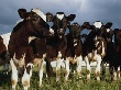 На предприятии «Джирим Агро» скот забивали с нарушением санитарных норм