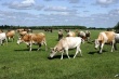 В Саратовской области обсуждают проблему незаконного выпаса скота