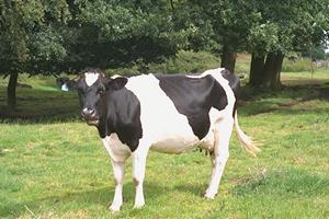 Заместителю министра сельского хозяйства показали роботизированную ферму и молочную академию