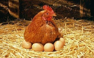 Курицы Татарстана начали производить яйца-халяль