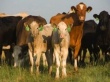 В Туве продолжается рост поголовья скота и развивается производство и переработка сельхозпродукции