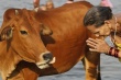 Индийский штат Махараштра законодательно запретил употребление говядины
