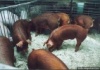 Две тысячи породистых поросят подрастают в свинокомплексе Великолукского мясокомбината