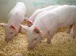 Игры генетиков: свиней можно выращивать быстрее и экологичнее