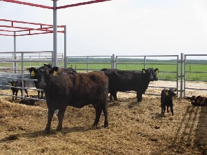 «Мраморные» перспективы