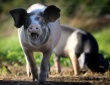 АЧС надолго уничтожит свиноводческую отрасль в Калининградской области — эксперт