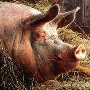 «Агроресурс-Воронеж» – структура «Черкизово» – застраховал своих свиней от возгорания и затопления