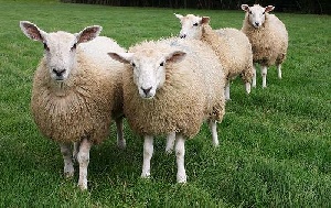 В Чувашии открылась овцеводческая ферма