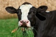  На Кубани создадут лабораторию анализа кормов для коров