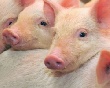 Средний показатель численности поголовья свиней в России увеличился