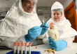  Вспышка птичьего гриппа зафиксирована в английском графстве Линкольншир